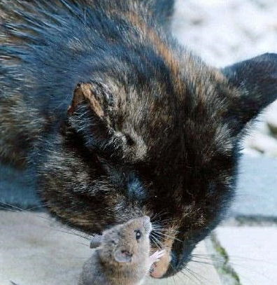 猫被老鼠欺负,老鼠在家随意乱走,而猫咪却对它俯首称臣