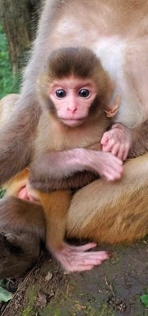 还是这个小猴子可爱吧,我给它取名字叫小粽子 