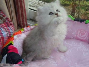 图 广州哪里卖宠物猫 纯种猫什么比较好养什么猫漂亮 广州宠物猫 