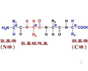 肽链是什么,有本人没搞清楚肽链是什么 怎么来的以及和脱水分子数之间的关系是怎么来的 还有什么是游离的氨基-第2张图片