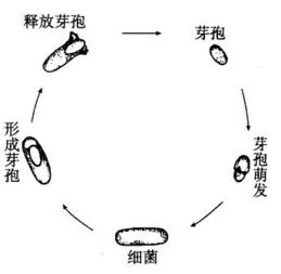 细菌的常见染色法 