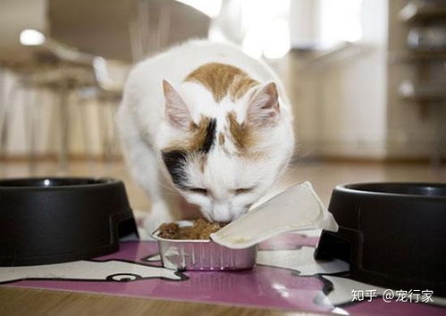 碳水化合物对猫有害 4个例子告诉你如何计算猫粮中的碳水化合物 