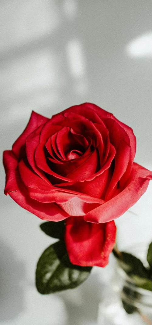 手机壁纸 七夕节 我将玫瑰藏于身后 时时盼着与你赴约