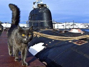 为什么大型的军舰或航母上都会养一只猫有什么作用吗 