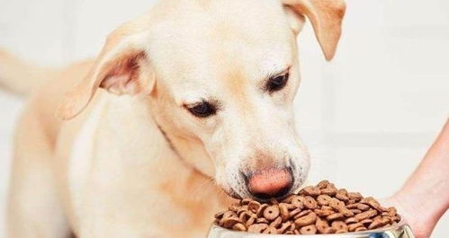 多年的养狗经验 喂养狗狗的6大 禁忌 ,你犯了哪样