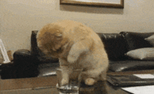 猫猫用脚喝水的几个原因 