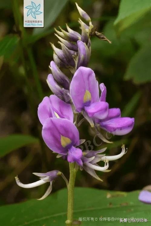 葛の花 是什么,葛花是什么植物的花