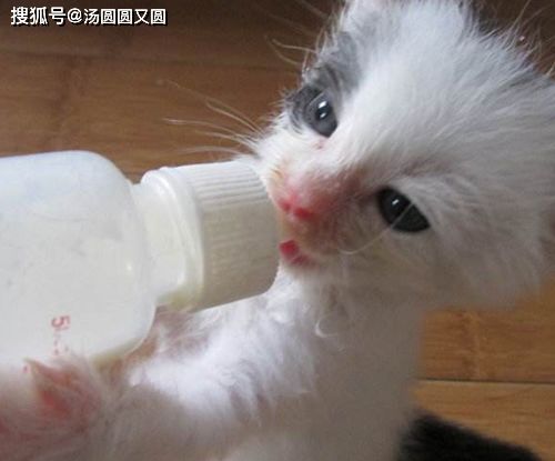 幼猫喝什么代替猫奶,小美短喝什么代替猫奶 