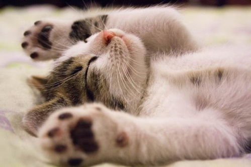 猫咪的这个表现在告诉你它很痛苦,宠物专家 猫咪嗜睡不正常