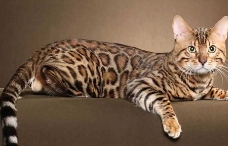 奢侈品 全球最贵的9大宠物猫,认识4种以上的是大神