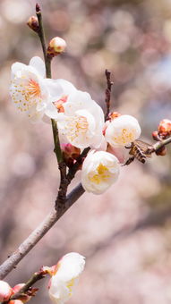 如何拍好梅花 