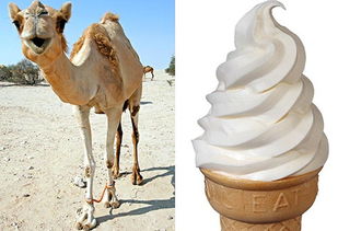 骆驼奶热量高吗