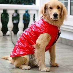 寒冷的时候给狗狗穿衣服需要注意的一些事项 