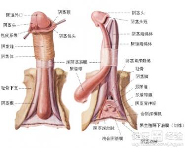 你好我现在有点早泄怎么办