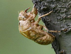 蝉蜕图片,蝉蜕、蚕蛹、蜂房、蟋蟀，哪一种最好吃？