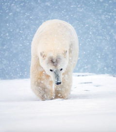可能是史上最好的阿拉斯加看北极熊攻略,有些熊一旦错过就不在 