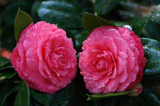 camellia山茶花花语 camellia的另一半情侣名