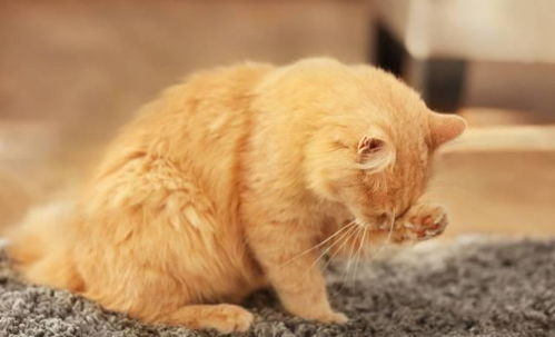 猫咪泪痕重是什么原因