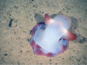 大海里的 精灵 盘点高颜值海底生物 