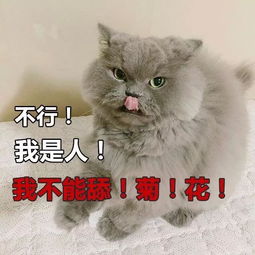 我想重生做一只猫 那你不怕被割蛋吗 