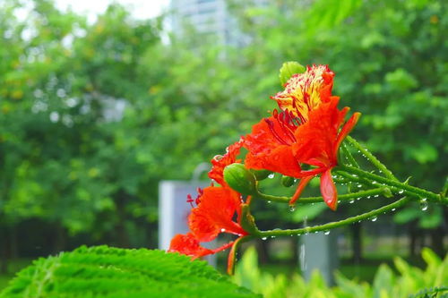 凤凰花,花开两季,一季缘来,一季缘散