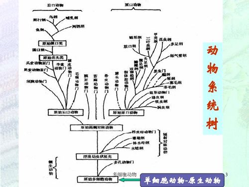 原生动物下载 生物 