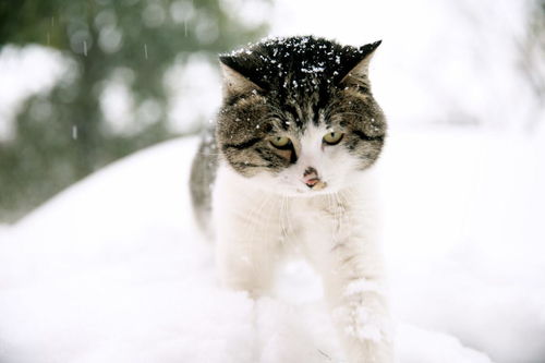 第一次带着猫咪出门看雪,我家猫就上瘾了