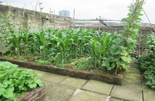 楼顶种菜楼下漏水引纠纷 屋顶菜园不是想种就能种的 
