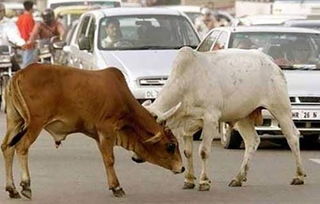印度 神牛 泛滥成灾,杀生将受到严重处罚,却成了最大出口国