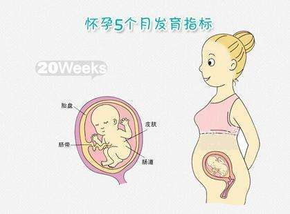 怀孕五个月肚子有多大 怀孕5个月肚子一般应该多大