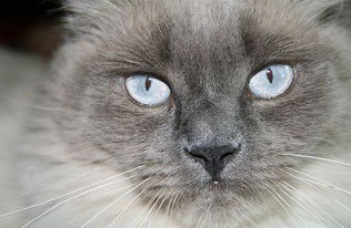 猫的眼睛除了会发绿,还能一日三变 