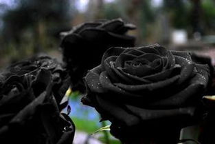 用黑玫瑰花语读懂忠诚,折纸黑玫瑰表达真心 