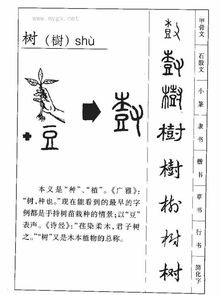 树字怎么写 树的繁体字5,树的图片笔画,树字演变的写法 