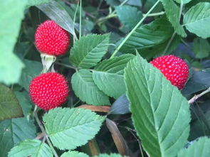 树莓和覆盆子的区别,树莓和覆盆子的区别吃树莓的好处
