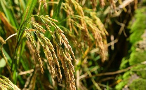 种植水稻有2点变化需注意,决定效益好坏,尤其是种植大户要看