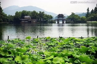 干货丨植物设计和绿化养护的思考