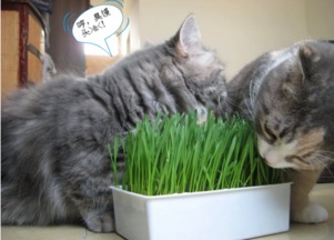 猫咪吃什么食物不便秘 猫咪便秘吃什么食物呢