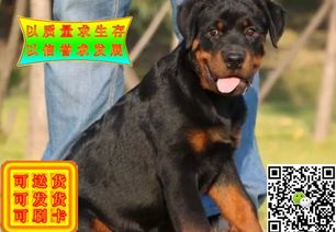 图 哪里卖纯种罗威纳的 纯种罗威纳多少钱 北京宠物狗 