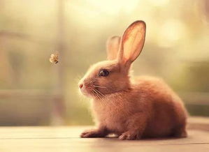 九型心灵物种 2号 善解人意的兔子