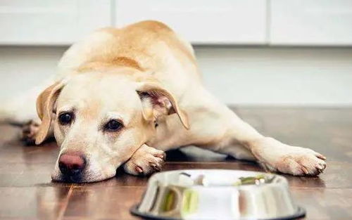 狗狗食欲太差是怎么回事,如何增加狗狗食欲