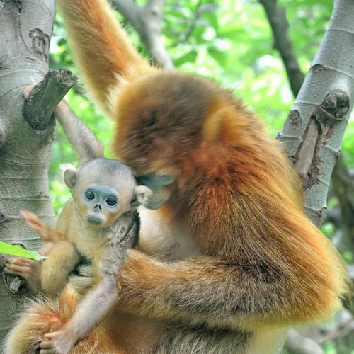 赞生物多样性之神奇,为新生小金猴起个名字吧