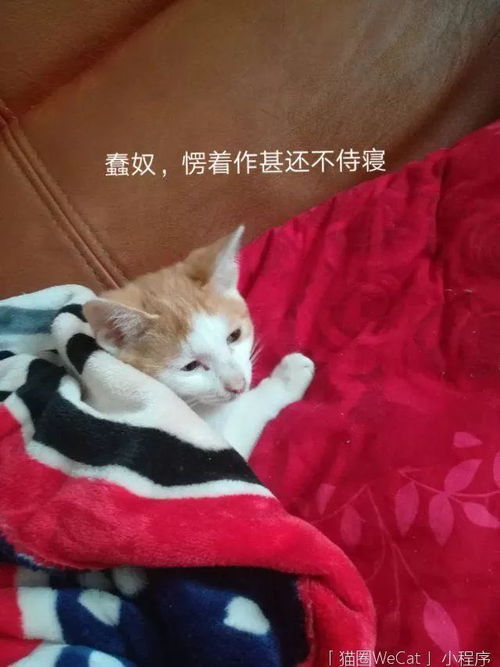 怎样给猫做打球圈