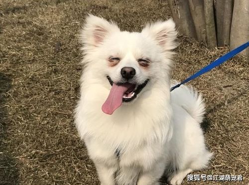 养博美犬的几个 坏处 ,怪不得那么多人不敢养