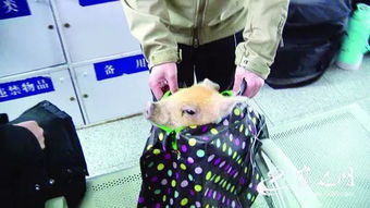 泗阳火车站有人带活猪上火车 主人 猪是我孩子,凭啥不让带