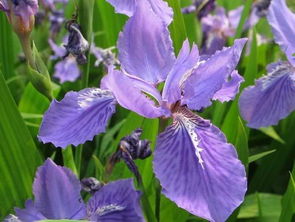 紫鸢花怎么养,紫荆花怎么养