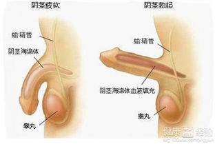 有阳痿早泄症状的病人应怎么办