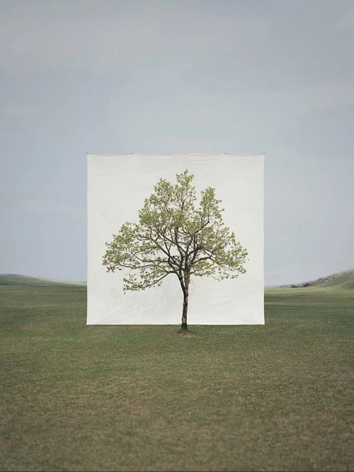 两棵树中间要画什么,两棵树之间：一幅未完成的画布，一段无限可能的故事