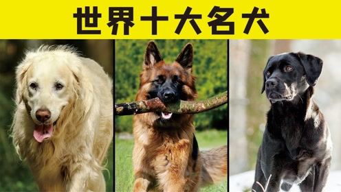 世界10大名犬,第一名的狗狗贵得吓死人