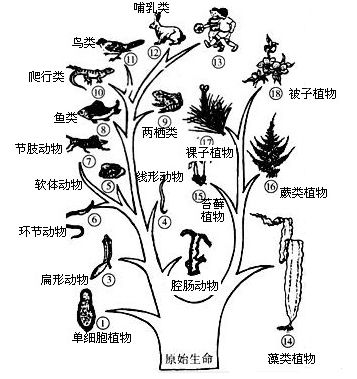 显生宙以来发生了哪些主要的生物进化事件？