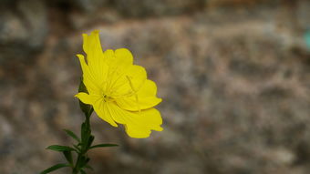 浙江新型蔬菜新品种（浙江蔬菜种植基地有哪些）